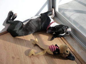 boston terrier looking out the window