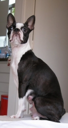 boston terrier mother