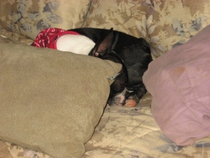 boston terrier napping