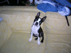 boston terrier on couch