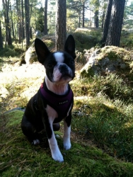 boston terrier on hiking trip