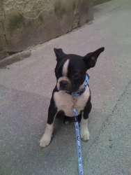 boston terrier on leash