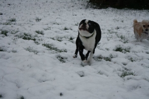 boston terrier playing in the snow