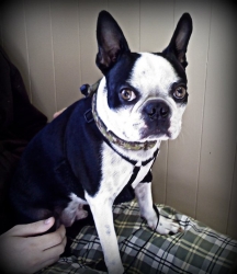 boston terrier profile