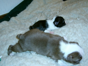 boston terrier puppies