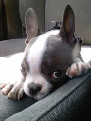 boston terrier puppy