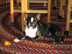 boston terrier serene