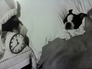 boston terrier sleeping cute