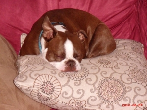 boston terrier sleeping