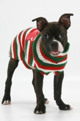 boston terrier wearing chritstmas sweater