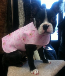 boston terrier wearing dress