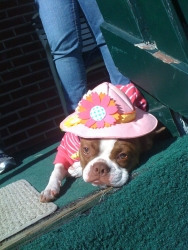 boston terrier wearing hat