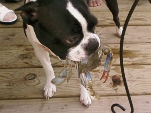 boston terrier with a crab