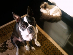 boston terrier with cat
