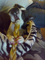 boston terrier with chew toy