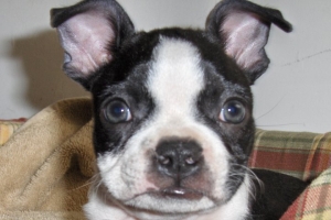 boston terrier with green eyes