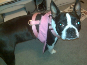 boston terrier with harness