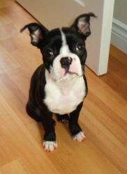 boston terrier with painted toe nails