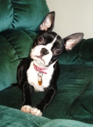 boston terrier with pink nails