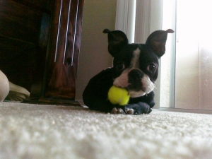 boston terrier with tennis ball