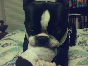 boston terrier with toy