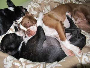 boston terriers cuddling