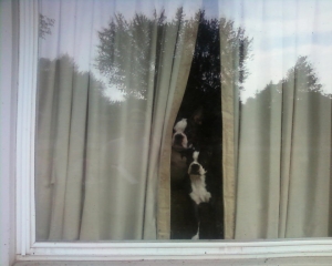boston terriers in the window