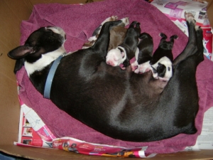 boston terriers nursing