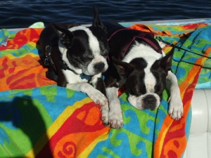 boston terriers on the boat