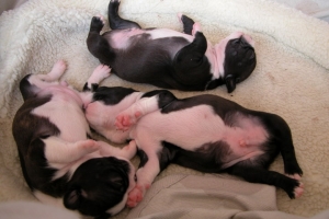 boston terriers out of the womb