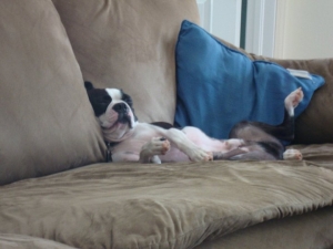bugsy the boston terrier