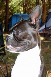 camping with boston terrier
