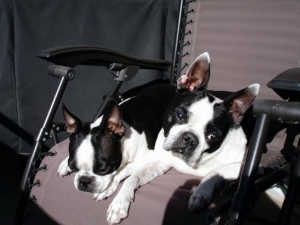 chase and beau sunning themselves