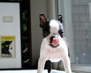 chase the boston terrier