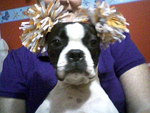 cheerleader boston terrier