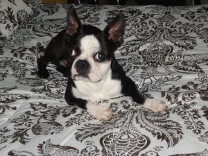 cody the boston terrier