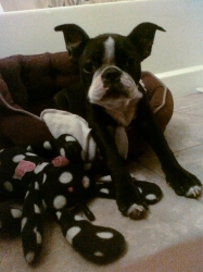 currency the boston terrier waking up