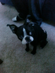 currency the boston terrier