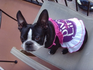 diva the boston terrier