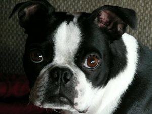 grace the boston terrier