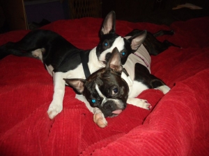 gracie and frankie boston terriers