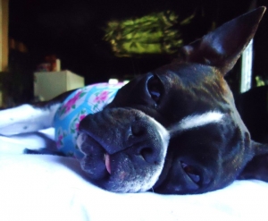 gracie the boston terrier