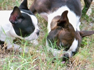 hetty and ruby the boston terriers