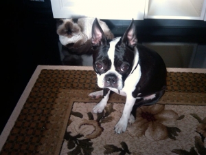 lola the boston terrier