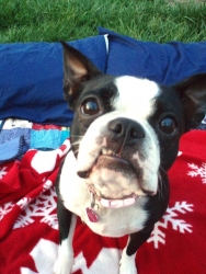 luna the boston terrier