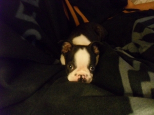 maxwell the boston terrier