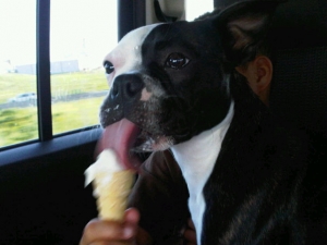 meaty the boston terrier