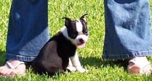 mesa boogie the boston terrier