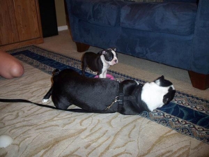 mother and puppy boston terrier