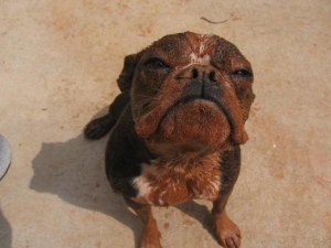 muddy boston terrier